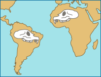 Map showing South America and Africa both with similar primate skulls superimposed on top.