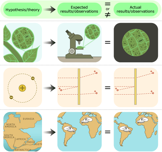 Image formatted in a grid to show examples following parts of scientific hypothesis in studying plants, atoms and earth science. Top row shows a word in an equation “Hypothesis/theory” with an arrow leading to “expected results/observations” is equal or not equal to “actual results/observations.” Second row of grid an image of a leaf stoma, next the leaf is under the microscope and the result is the same as the first leaf stoma. The second row has 3 images. First, an image of an atom, leading to the next image of a particle bouncing off an illustration of gold foil. The third image shows the same image. The last row shows world map during the early during the cretaceous, when land was not separated by the ocean. This image points to current world map. South America has a skull super imposed, as well as Africa. The last image, the result, is the same as the second.