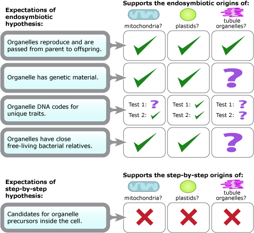 In a grid, marking possible origins of endosymbiosis of different organelles in the cell.