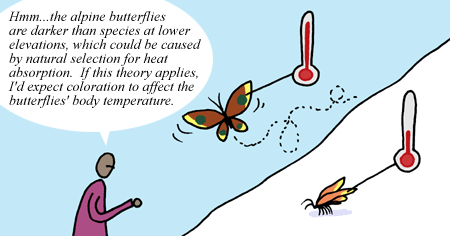 On a snowy slope, the hybrid butterfly is flying. Next to it is a thermometer showing a high temperature. On the snow sits the lowland butterfly, it's temperature is low. The figure makes an observation "Hmm... the alpine butterflies are darker than species at lower elevation which could be caused by natural selection for heat absorption. If this theory applies, I'd expect coloration to affect the butterflie's body temperature."