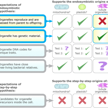 The chart has two areas highlighted: "Organelles reproduce and are passed from parent to offspring." and "Organelle has genetic material."
