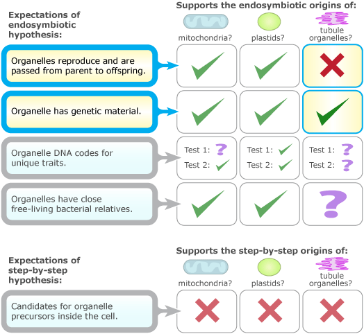 The chart has two areas highlighted: "Organelles reproduce and are passed from parent to offspring." and "Organelle has genetic material."