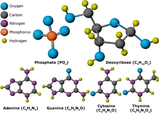 Atomic model of DNA bases.