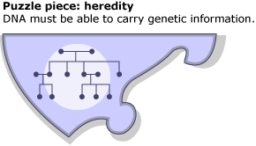 Heredity tree as a puzzle piece.