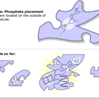 Phosphate placement on the DNA model as a puzzle piece. Below, the puzzle is slowing being put together.