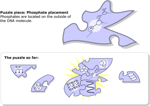Phosphate placement on the DNA model as a puzzle piece. Below, the puzzle is slowing being put together.