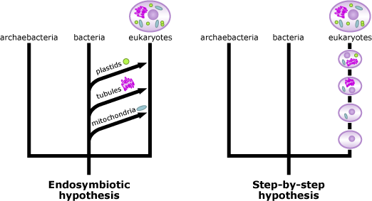 Comparison of two evolutionary trees hypothesizing origins of endosymbiosis.
