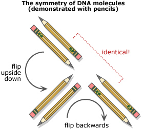 Diagram of pencils in pairs, one is flipped the other direction. Each pair is then flipped again