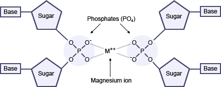 Early but erroneous atomic model of DNA bases