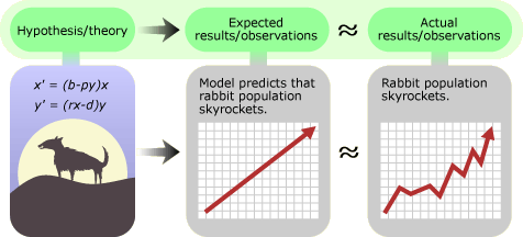 Graphs comparing equation based model versus actual rabbit populations.