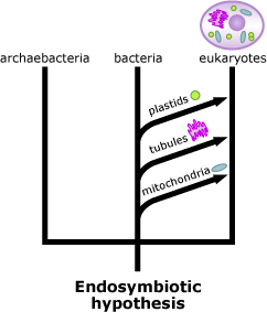 Evolutionary tree showing plastids, tubules, and mitochondria jumping to eukaryotes branch from bacteria branch.