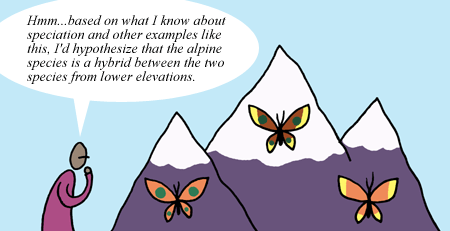 A figure looks at three mountain peaks. Each peak has a snowcap. Two peaks have a butterfly below the snow, and the one in the middle has one in the snow. Each with a unique pattern, though the middle one has characteristics of both. The figure says "Hmm... based on what I know about speciation and other examples like this. I'd hypothesize that the alpine species is a hybrid between two species from lower elevations."