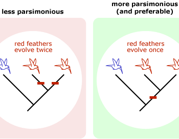 Example of evolutionary tree showing red feathers evolving twice is less preferable to evolving once on an evolutionary tree.