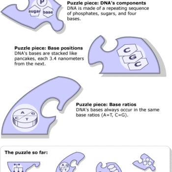 DNA bases as puzzle pieces.