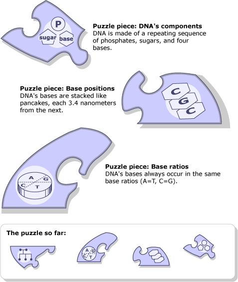 DNA bases as puzzle pieces.