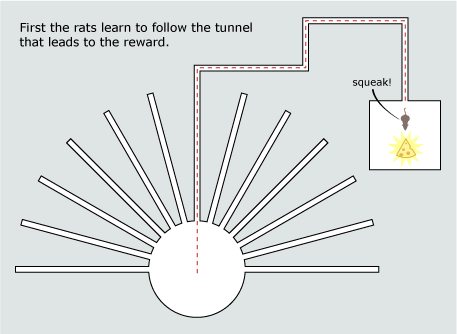 maze edward map c tolman cogntive