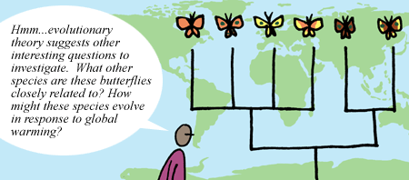 A figure looks at an evolutionary tree of butterflies imposed over map and observes. They say , " Hmm.. evolutionary theory suggests other interesting questions to investigate. What other species are these butterflies closely related to? How might these species evolve in response to global warming?"