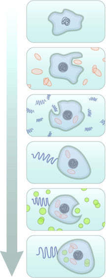 Bacterias experiencing multiple instances of endosymbiosis