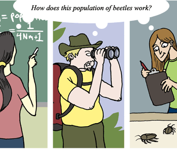 Cartoon of a woman at a chalkboard, a naturalist looking through binoculars, and scientist studying beetles in a lab.