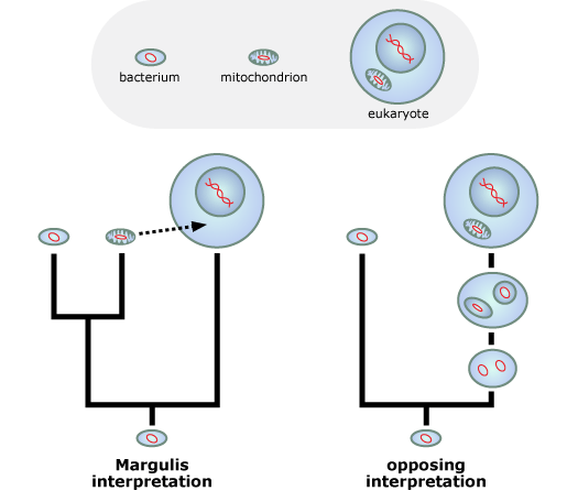 Two evolutionary trees showing different hypothesis of how circular shape plasmid evolved in the cell.