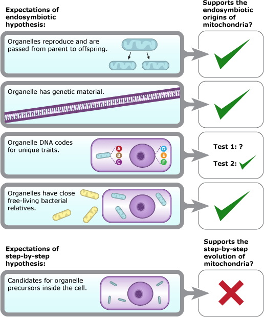 Shows different expectations on endosymbiotic