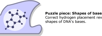 Flat atomic model of DNA bases as a puzzle piece.