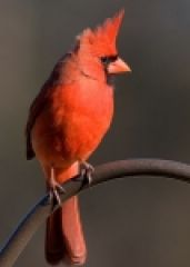 image of cardinal bird on a branch