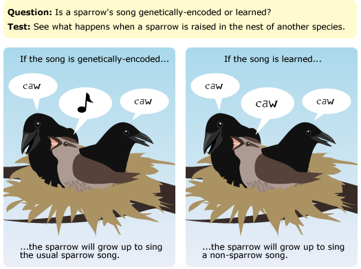 Two images comparing if birds songs are genetically encoded, or learned.