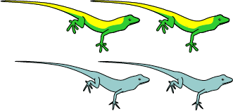 Drawing of Anolis lizards