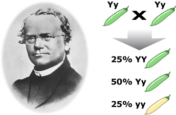 Gregor Mendel on left and genotypes of pea plant offsprings on the right.