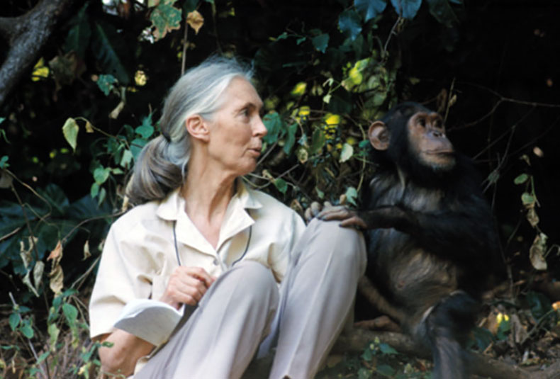 an image of Jane Goodall with a chimpanzee