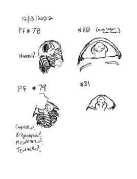 sketches of trilobite fossils