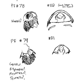 sketches of trilobite fossils